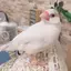 ぐりまるのプロフィール画像
