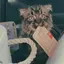 あかりんのプロフィール画像
