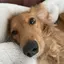 うしのプロフィール画像