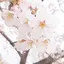 ひなのプロフィール画像