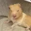 パルコのプロフィール画像