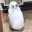りのプロフィール画像