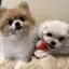 ゆのプロフィール画像