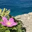 flowerのプロフィール画像