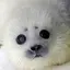 アザラシ🦭のプロフィール画像