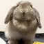 ポムのプロフィール画像