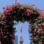 SAYAのプロフィール画像