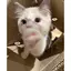 seriのプロフィール画像