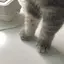 枝豆のプロフィール画像