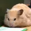 ふじのプロフィール画像