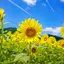 向日葵のプロフィール画像