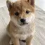 みどりのプロフィール画像
