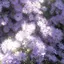 とうふのプロフィール画像