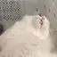 ねこねこのプロフィール画像