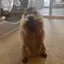 あやののプロフィール画像