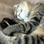 さーのプロフィール画像