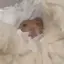 にゃんのプロフィール画像