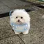 翔子のプロフィール画像