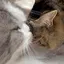 MOのプロフィール画像