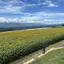 ユキのプロフィール画像