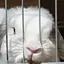 みくのプロフィール画像