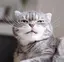 りさのプロフィール画像