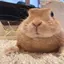 ももちゃのプロフィール画像