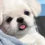 たいやきのプロフィール画像