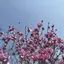 まっきードックのプロフィール画像