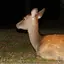 ハルネのプロフィール画像