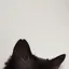 たろうのプロフィール画像