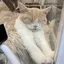 キムライオンのプロフィール画像