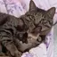 ᐡ- ̫ -ᐡのプロフィール画像