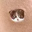 リンのプロフィール画像