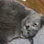 Kazuのプロフィール画像
