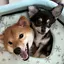 ゆきんこのプロフィール画像