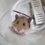 もふハムのプロフィール画像