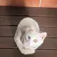 miyuのプロフィール画像