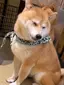 Pのプロフィール画像
