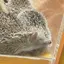 こむぎぱんのプロフィール画像