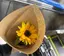 🌻のプロフィール画像