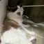 Saraのプロフィール画像
