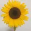 とものプロフィール画像