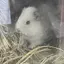 はにぃのプロフィール画像