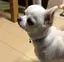 みすずのプロフィール画像