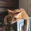 ユキエのプロフィール画像
