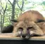 makironのプロフィール画像