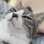 猫天フライのプロフィール画像