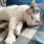 ぁりさのプロフィール画像