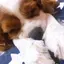すずのプロフィール画像